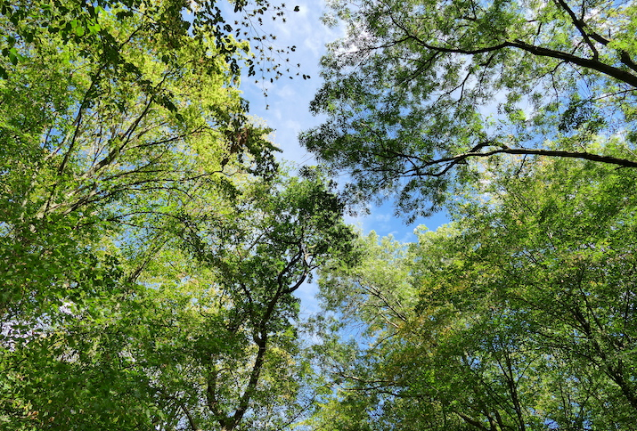 Blätterdach der Baumkronen im Hambacher Forst bei Morschenich. Beginnender Herbst mit Laub verschiedener Baumarten im September 2018