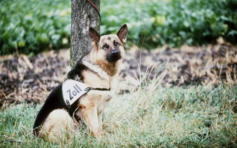Schäferhund des Zolls an der innerdeutschen Grenze, 15. August 1984