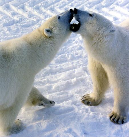  Polar bears engaged in play fight in Churchill, Canada.