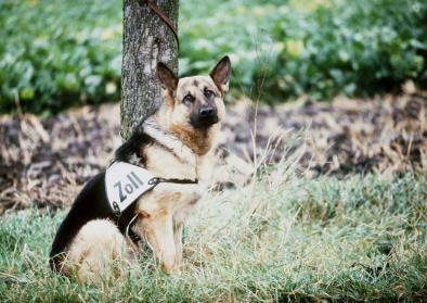 Schäferhund des Zolls an der innerdeutschen Grenze, 15. August 1984 Schäferhund des Zolls an der innerdeutschen Grenze, 15. August 1984