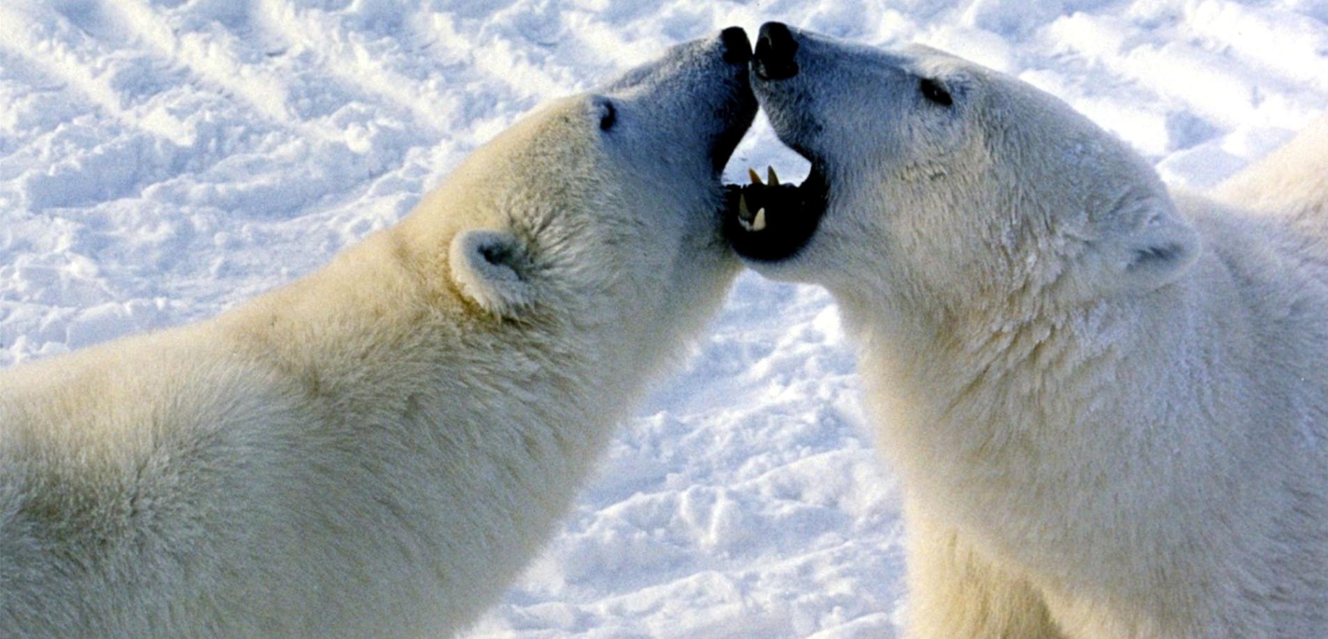  Polar bears engaged in play fight in Churchill, Canada.