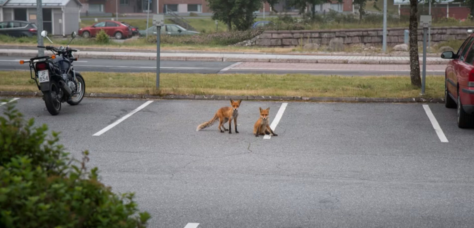 Zwei Füchse auf einem Parkplatz