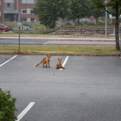 Zwei Füchse auf einem Parkplatz