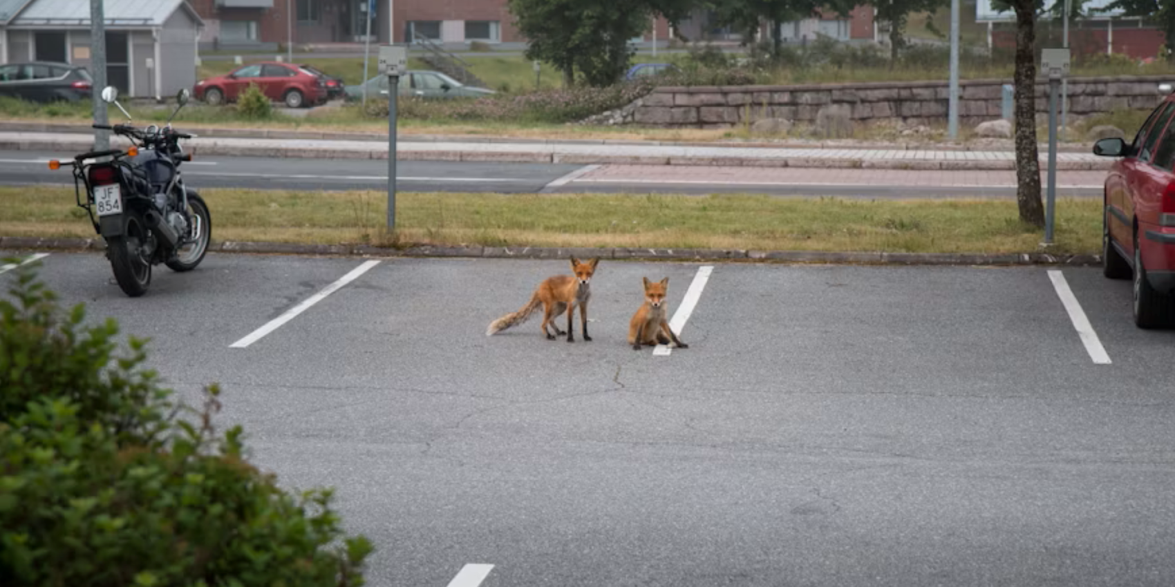 Zwei Füchse auf einem Parkplatz